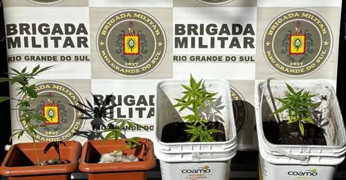 Brigada Militar localizou seis pés da planta escondidos em propriedade rural na Linha Britola após denúncia recebida pelo COPOM